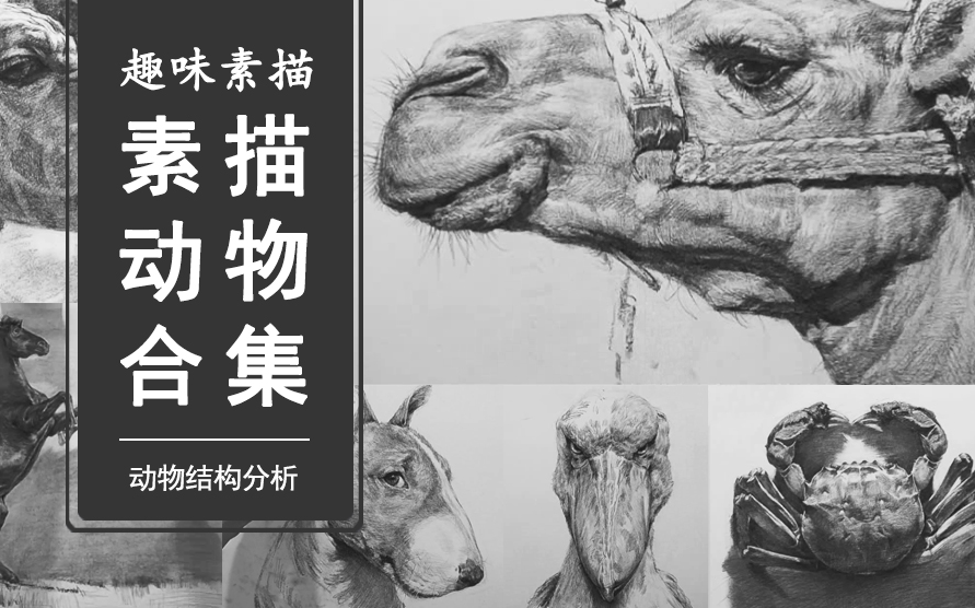 [图]【合尚教育】素描动物合集