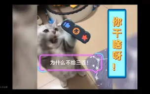 Download Video: 铲屎的你别弄我，我真服你了！