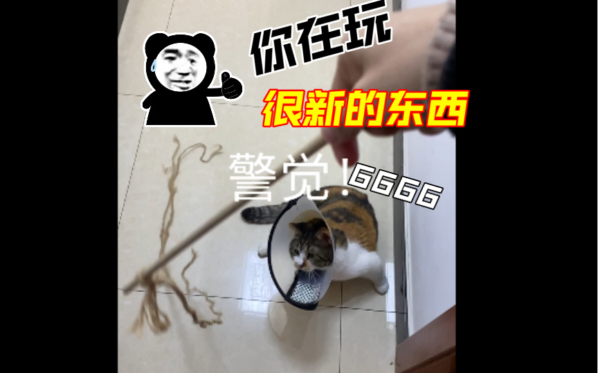 废弃的麻绳不要丢,做成逗猫棒,猫咪馋哭了哔哩哔哩bilibili