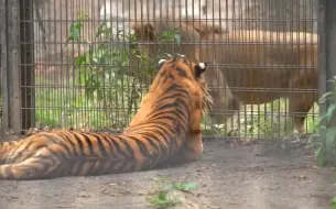 Скачать видео: 大猫对视，东北虎和年轻狮子