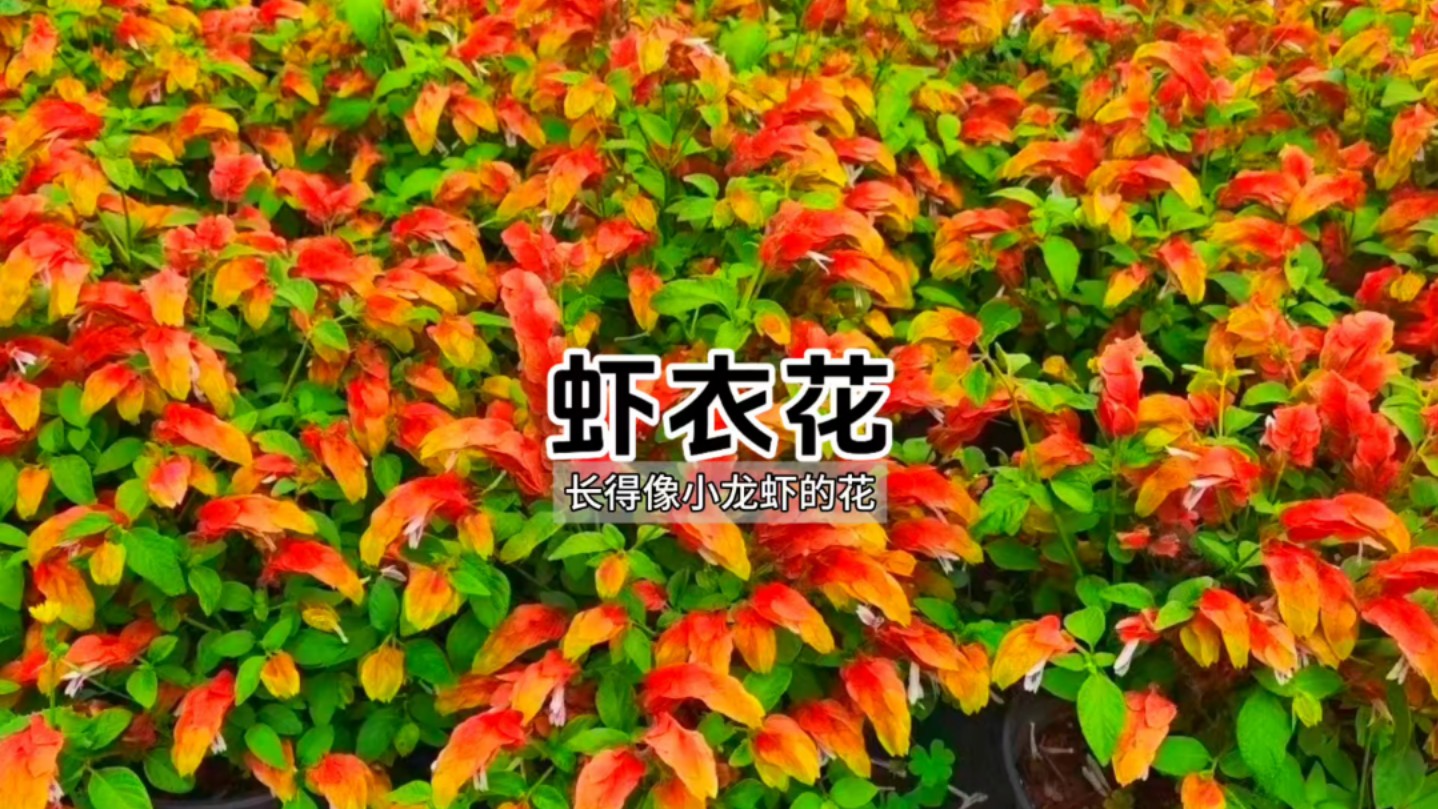 长的像小龙虾的花你见过吗?哔哩哔哩bilibili