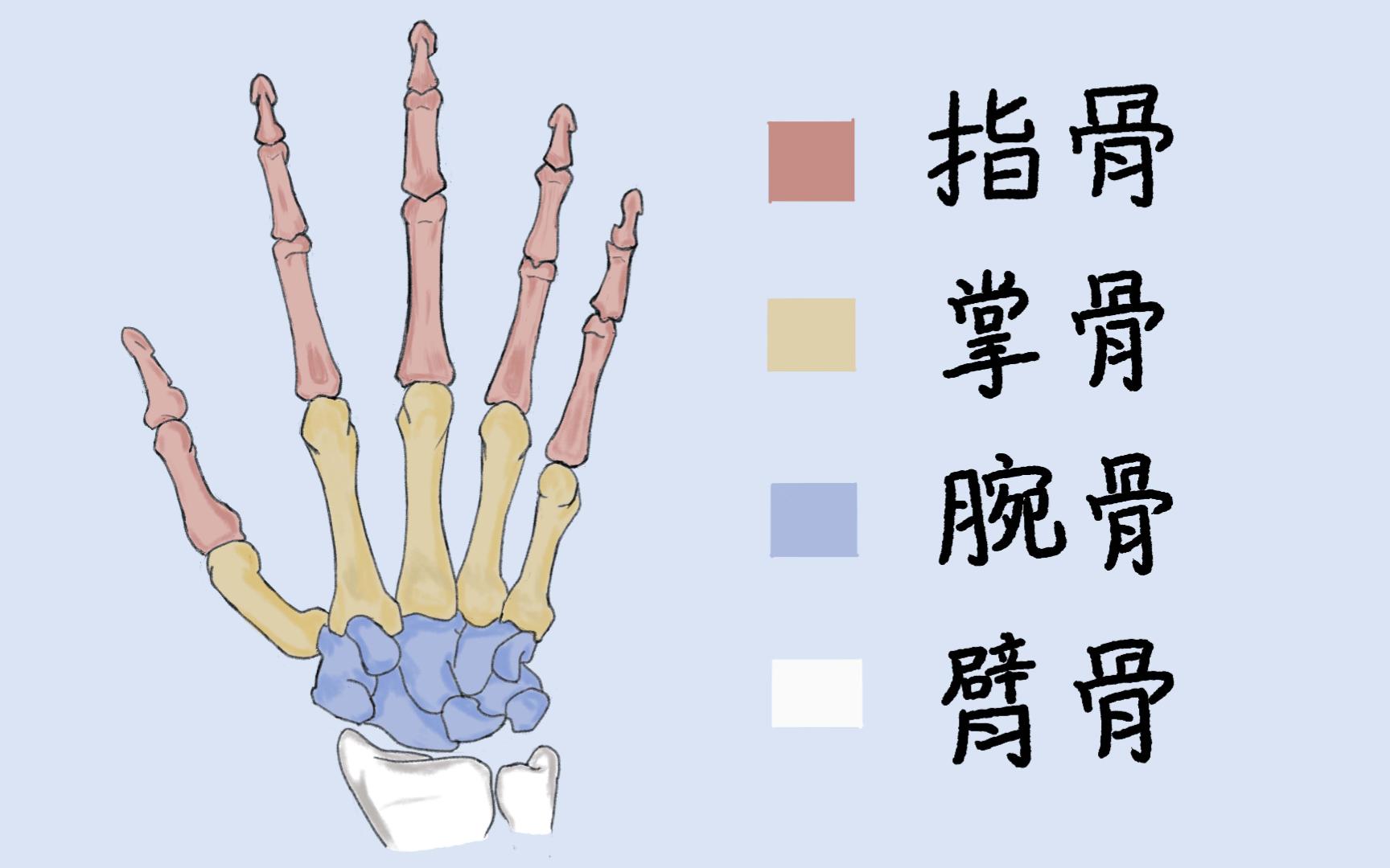 【绘画过程】人类的手骨真是太漂亮了哔哩哔哩bilibili