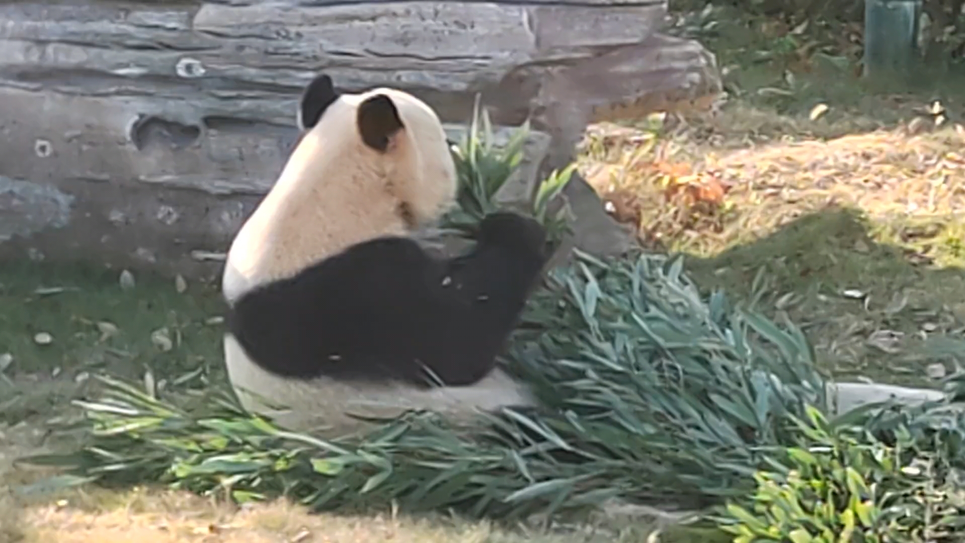 岳阳中华大熊猫苑的双胞胎姐妹花深深漫漫最大的区别就是深深的肩带是