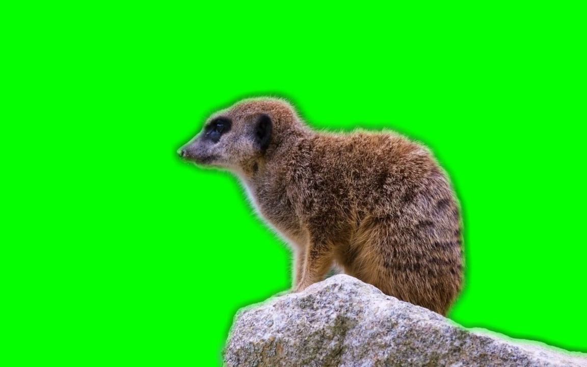 绿幕视频素材狐獴