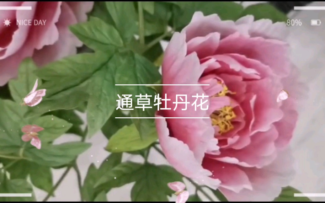 [图]【通草花】通草花开，只为遇见，一凡手作通草牡丹花，祝福大家幸福美满