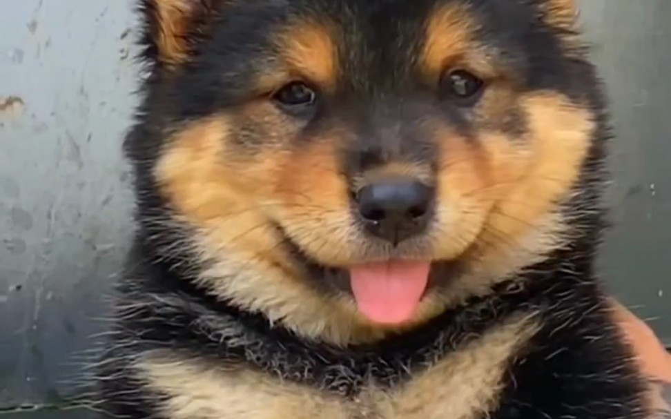 中华田园犬中的四眼狗子,"金和银".你比较喜欢哪一款?