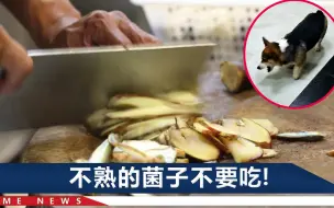 Télécharger la video: 云南一小狗误食菌子致幻，张嘴舔地空咬骨头，主人无奈：叫不醒啊