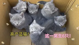 Download Video: 这一窝蓝猫高产生了6只！高产猫猫你最多见过几只？