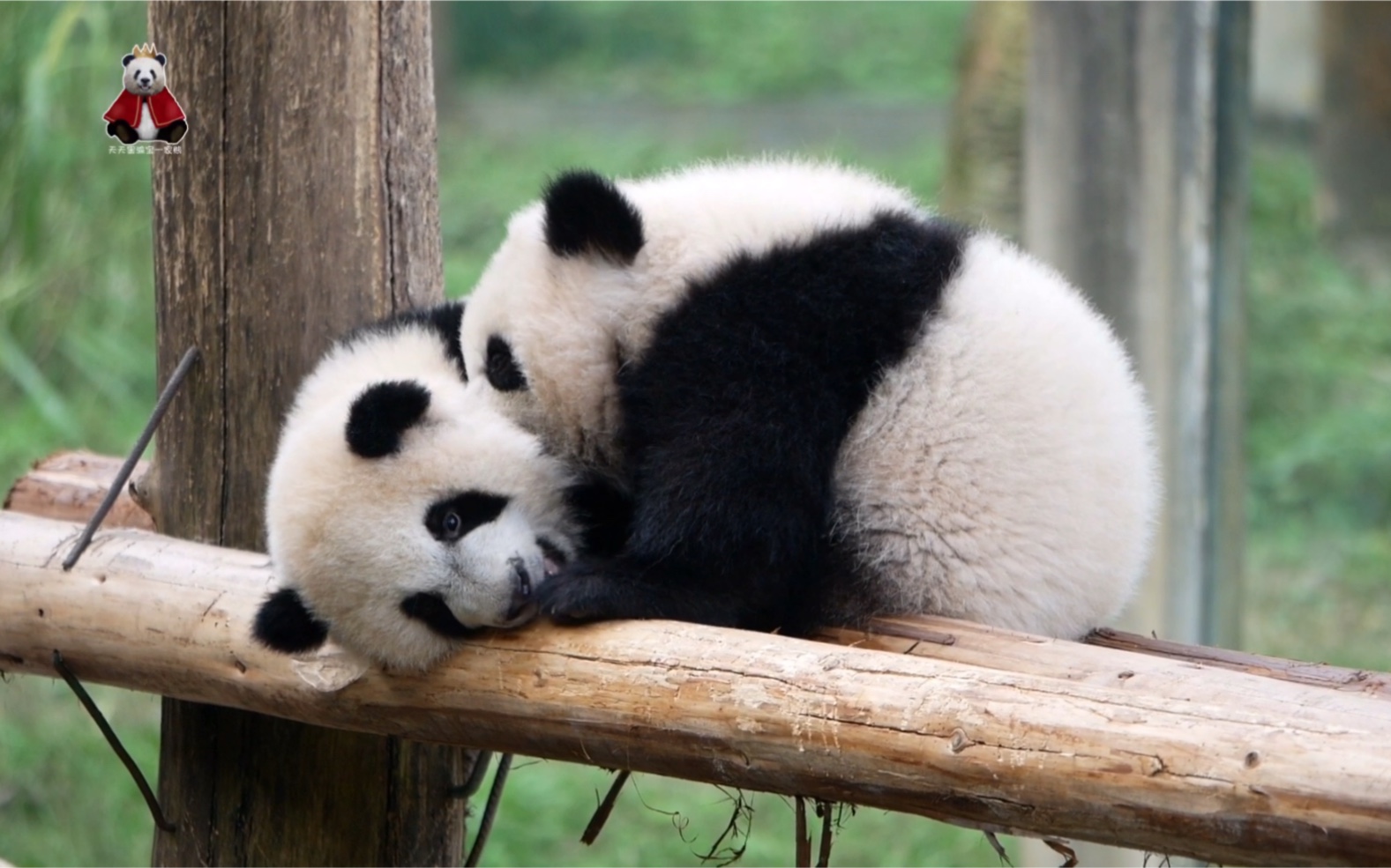 【大熊猫重重&庆庆】庆小妞:有个神烦哥哥肿么办?在线等!