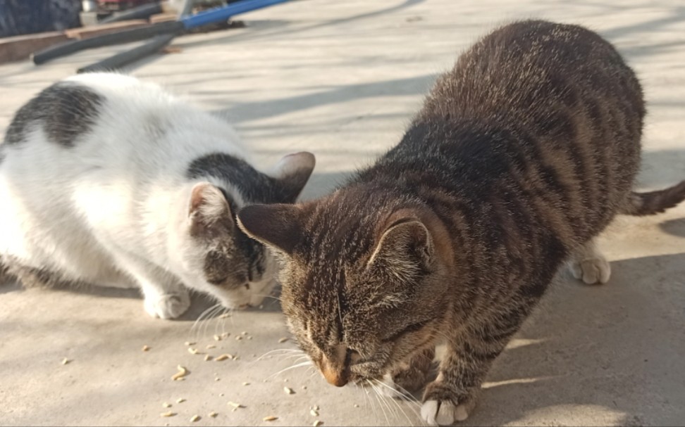 一人两猫,永结同心