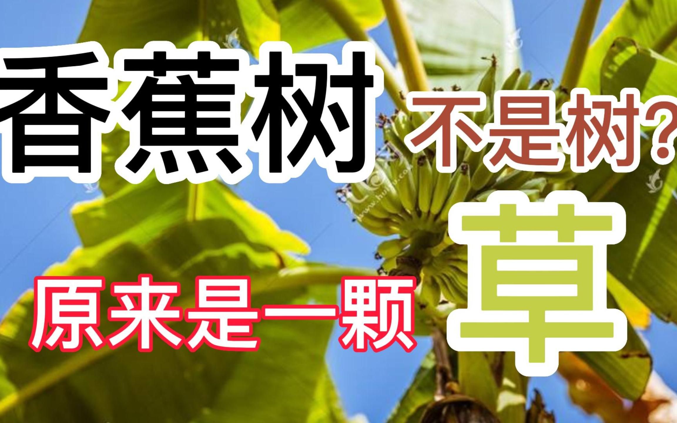 [图]惊！原来“香蕉树”不是一棵树而是一颗巨大的草！