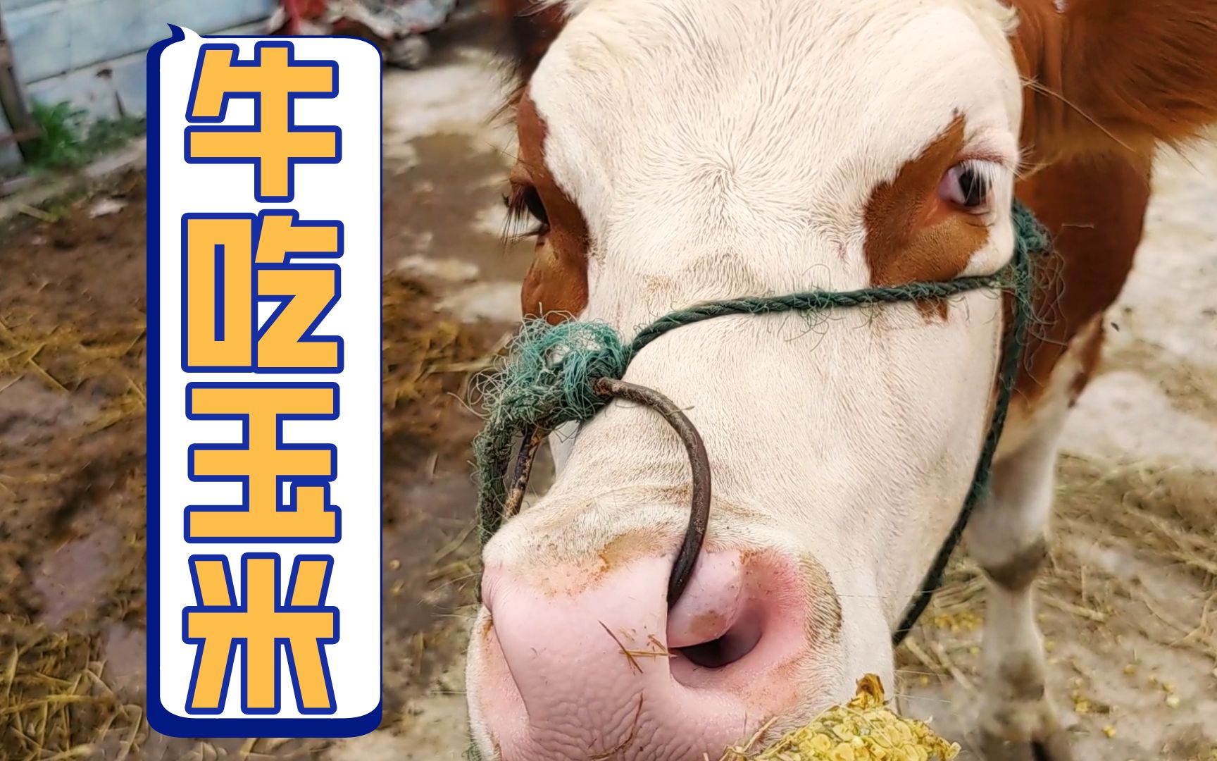 农村姑娘喂牛,小牛不屑一顾,老牛一口闷了!