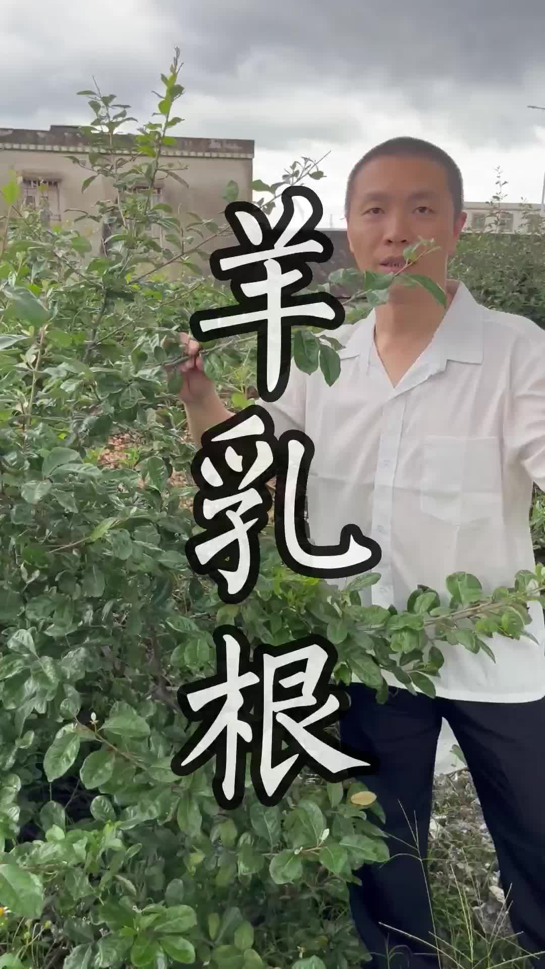 这种青草叫做羊乳根 青草 潮汕 三农 助农