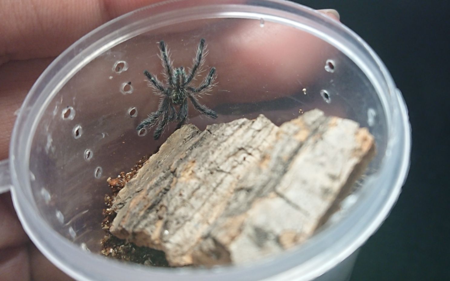 【土豆】步伐优雅的小鸡居 钴蓝粉趾