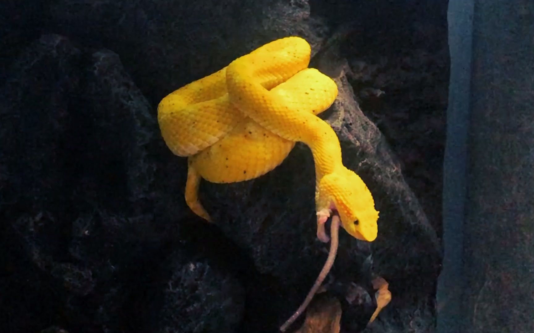 马蒂尔达角腹蛇图片