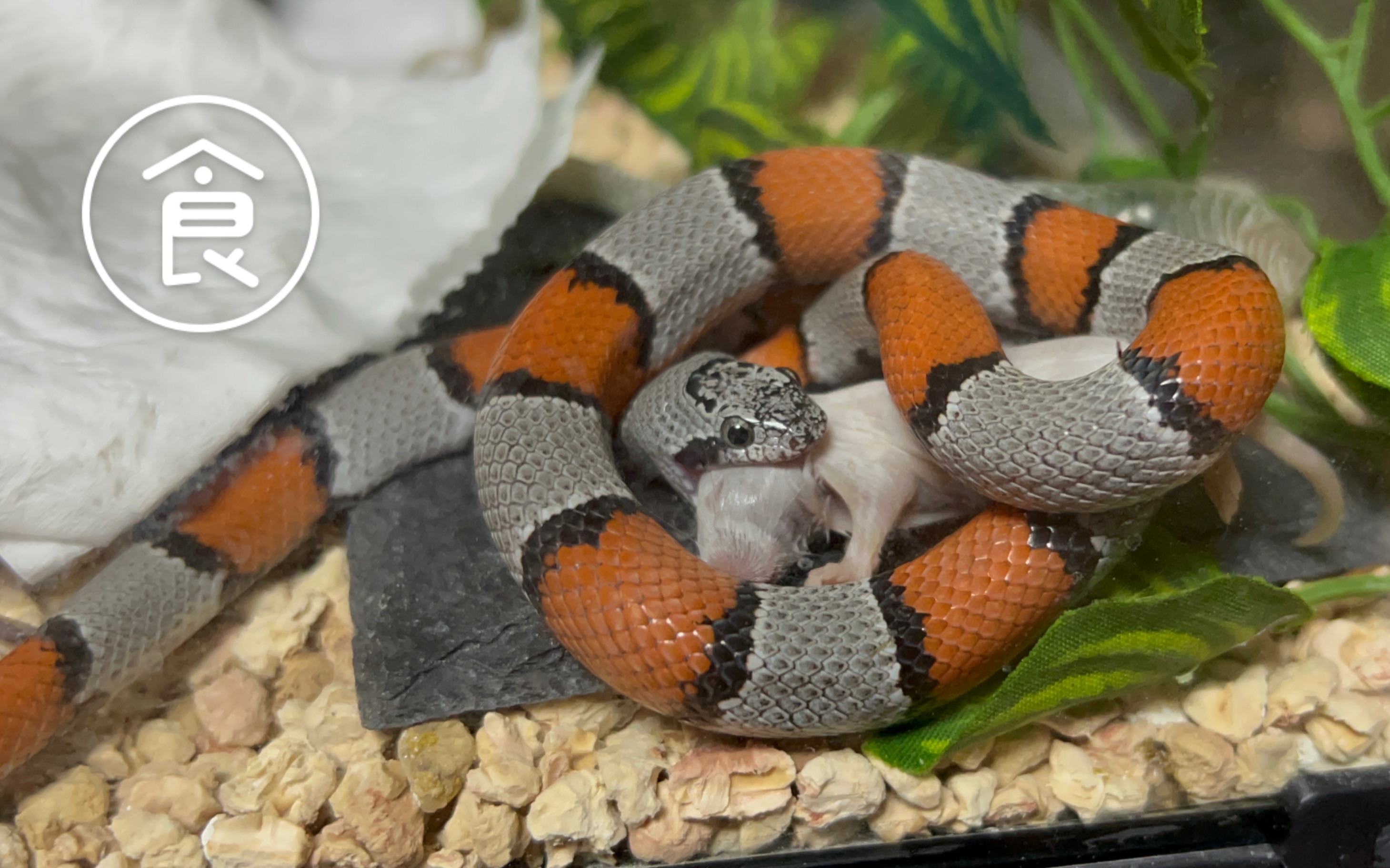 【灰带王蛇】一口一个小可爱6154136155