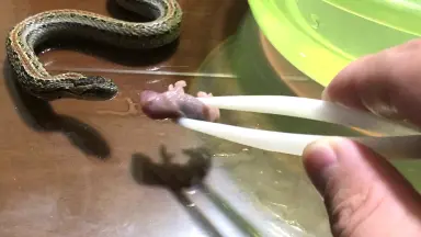 蛇三線 三线蛇-哔哩哔哩_Bilibili