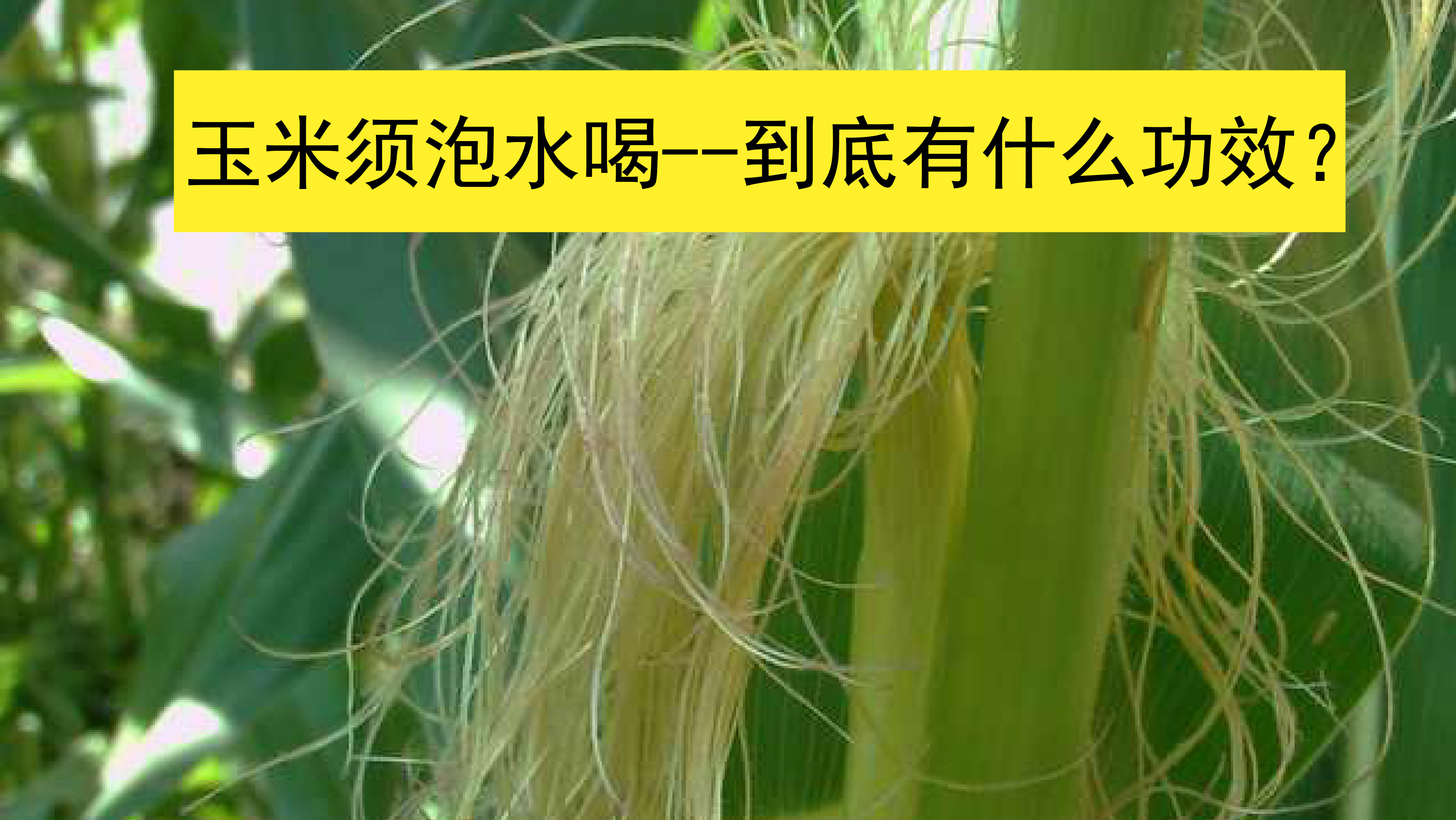 [图]玉米须被制作成茶，泡水喝，玉米须到底有什么功效？