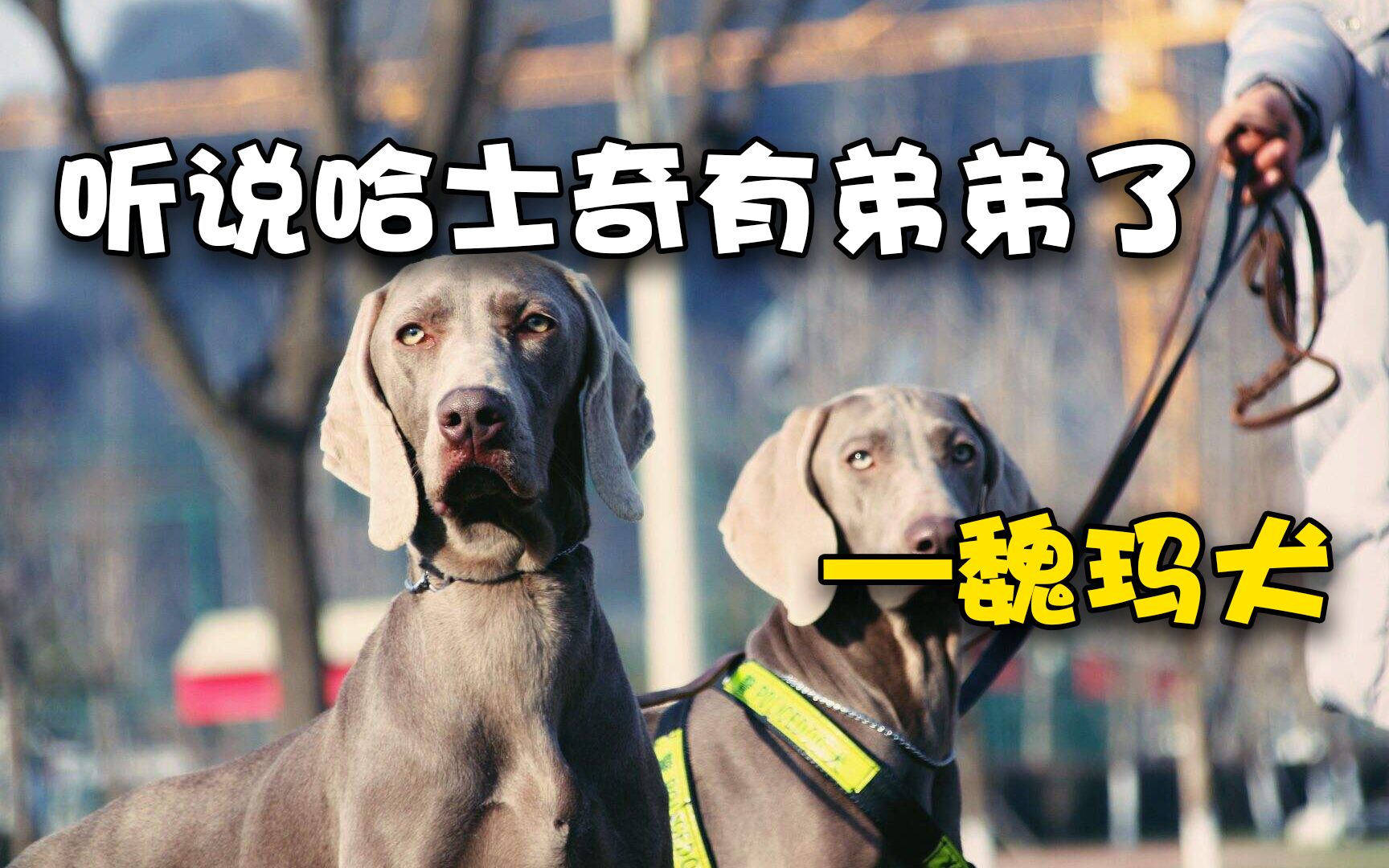 魏玛犬:能和哈士奇一较高下的只有它了哔哩哔哩bilibili