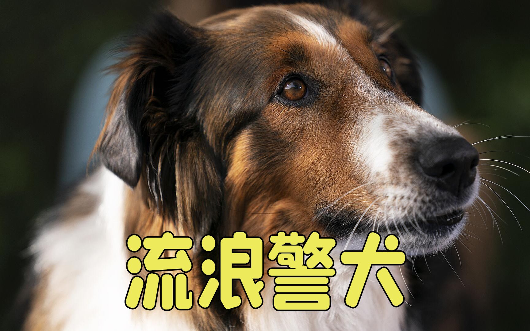 [图]多动症之间的默契，人与狗之间的缘分，剧情片《义犬救主》