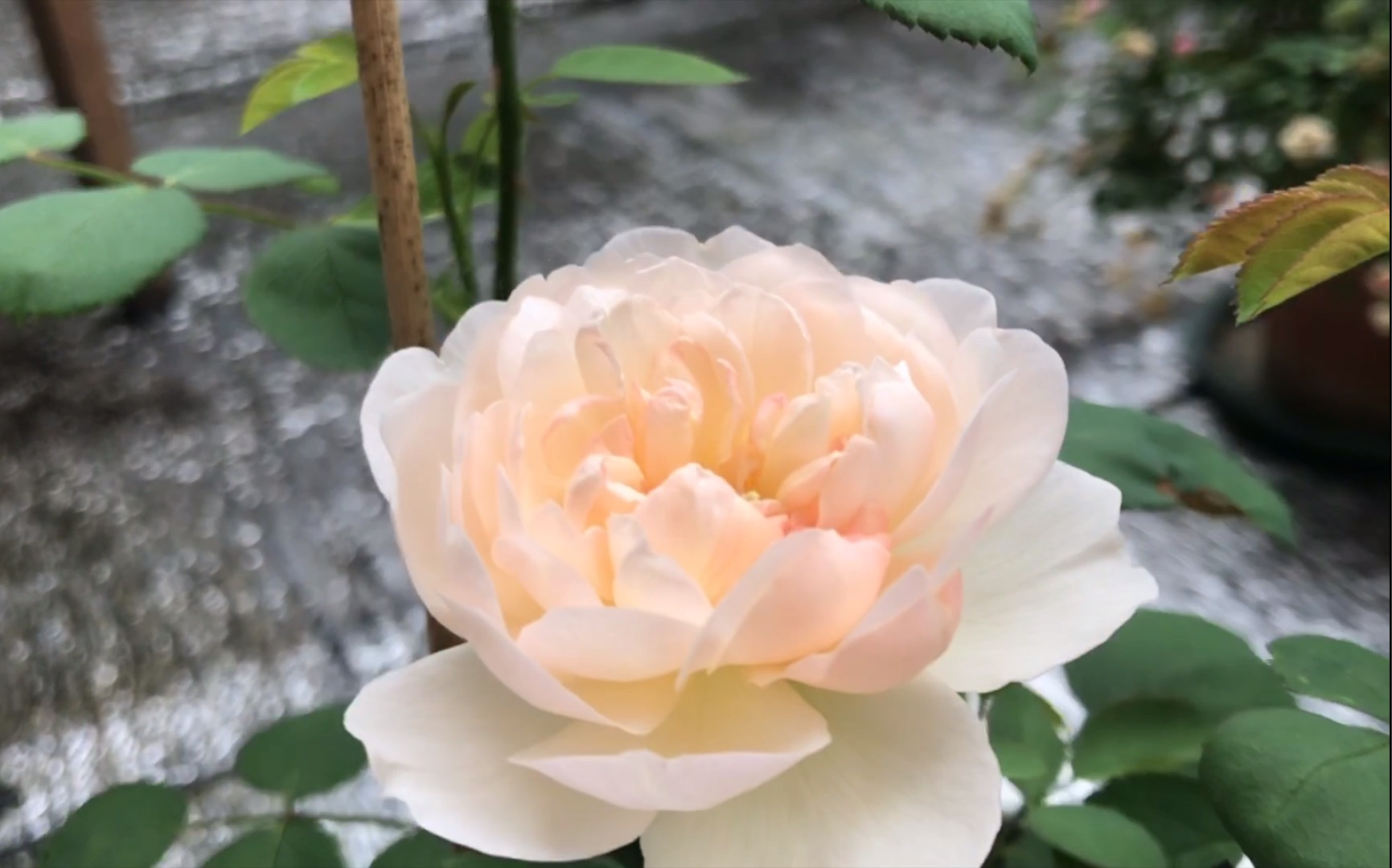 月季 | 格拉米斯城堡:夏花颜色竟然变杏粉色我傻了……结尾是去年正常