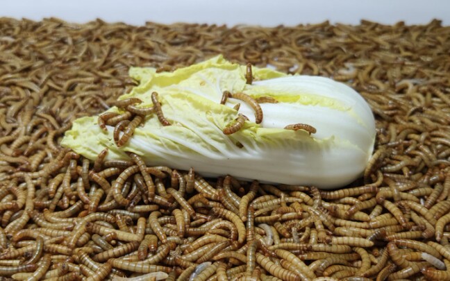 10000只面包虫吃掉一颗娃娃菜