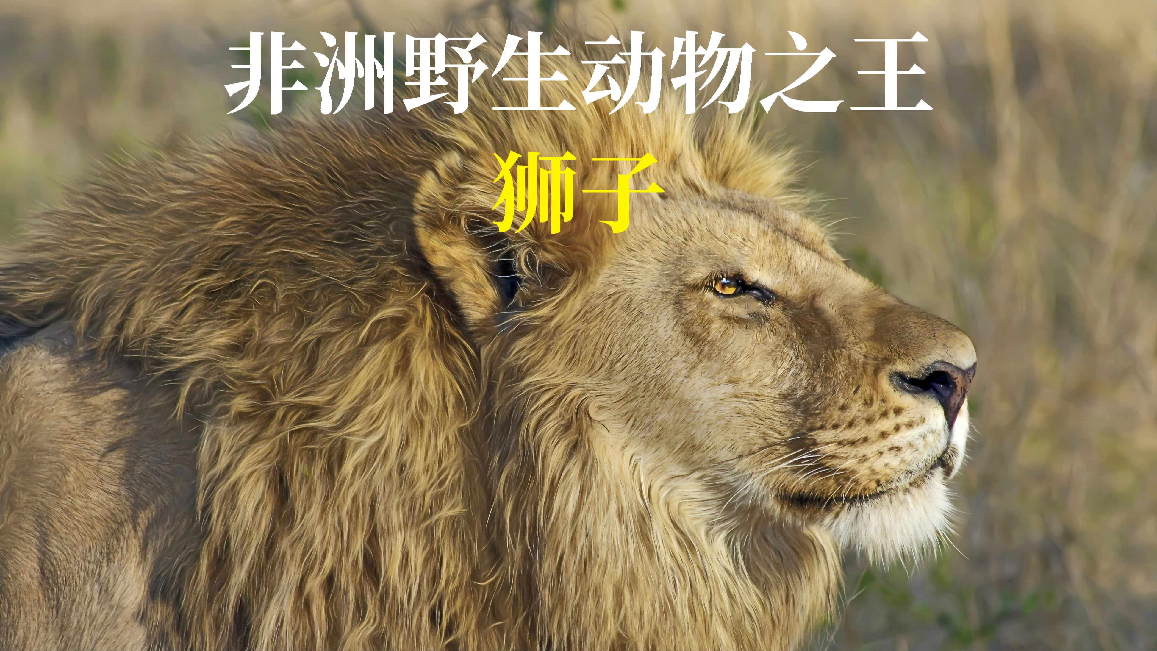 纪录片:非洲野生动物之王—狮子