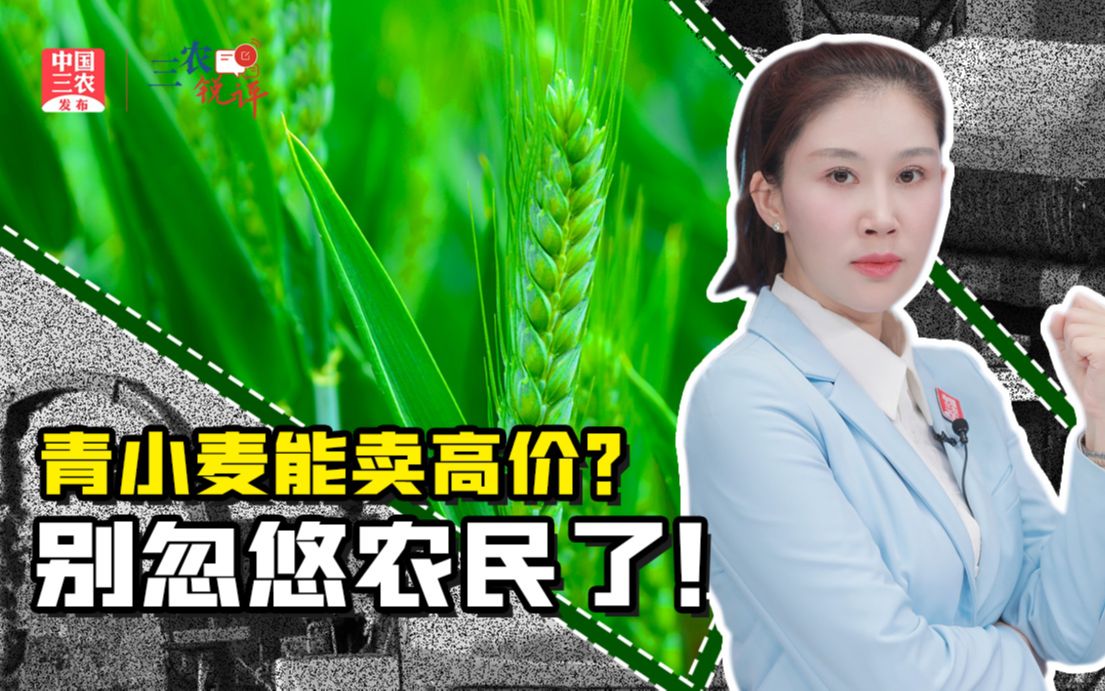 三农锐评丨青小麦能卖高价?别忽悠农民了!哔哩哔哩bilibili