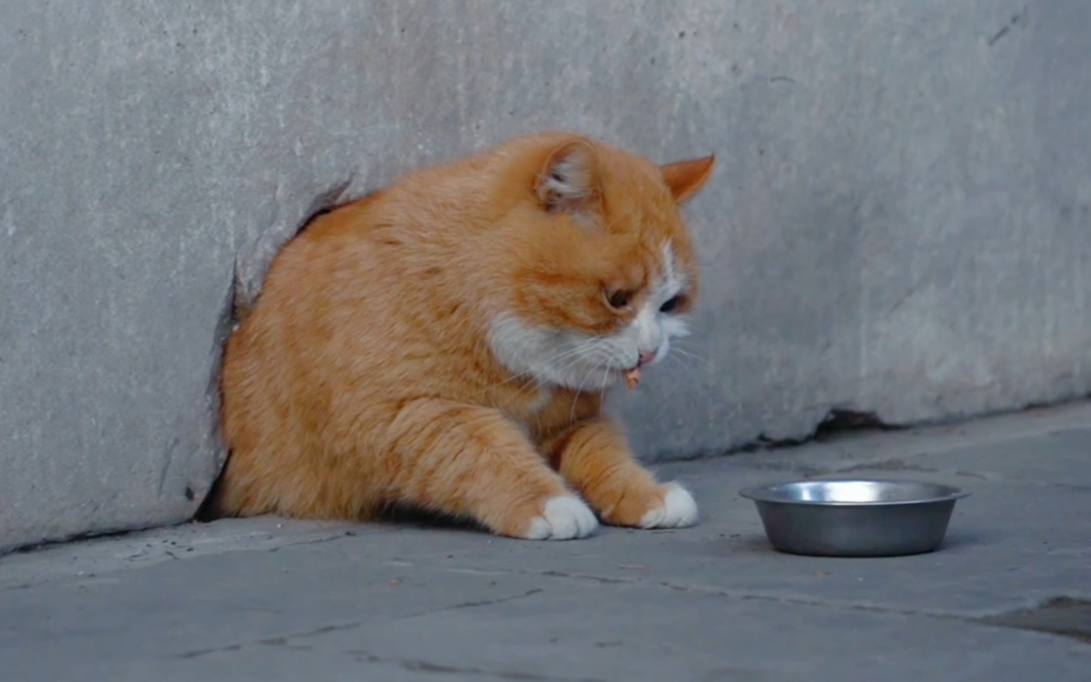 故宫小胖猫帕帕从洞里一点点爬出来吃饭,太可爱了