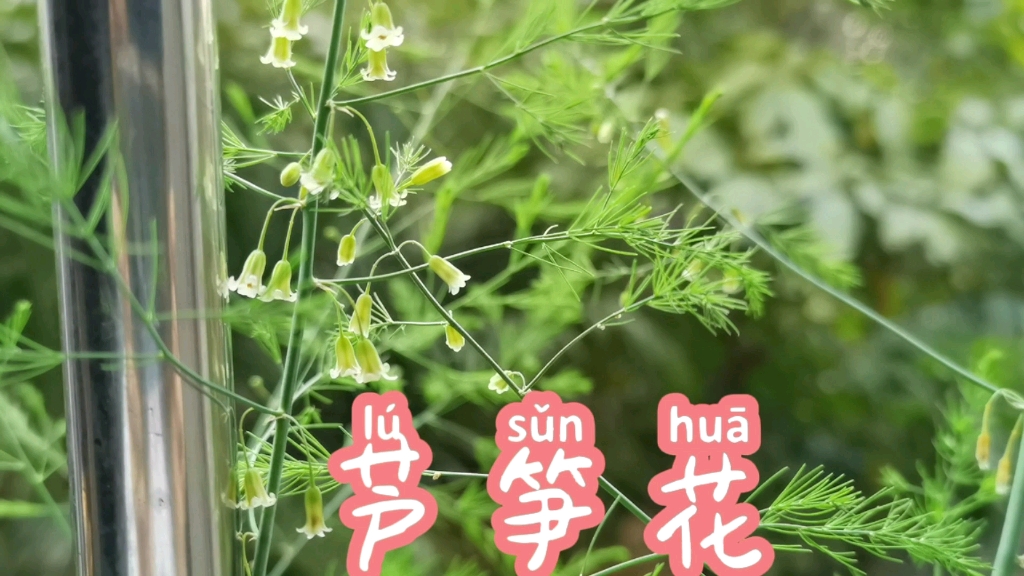 你见过芦笋花吗没见过的进来看看吧