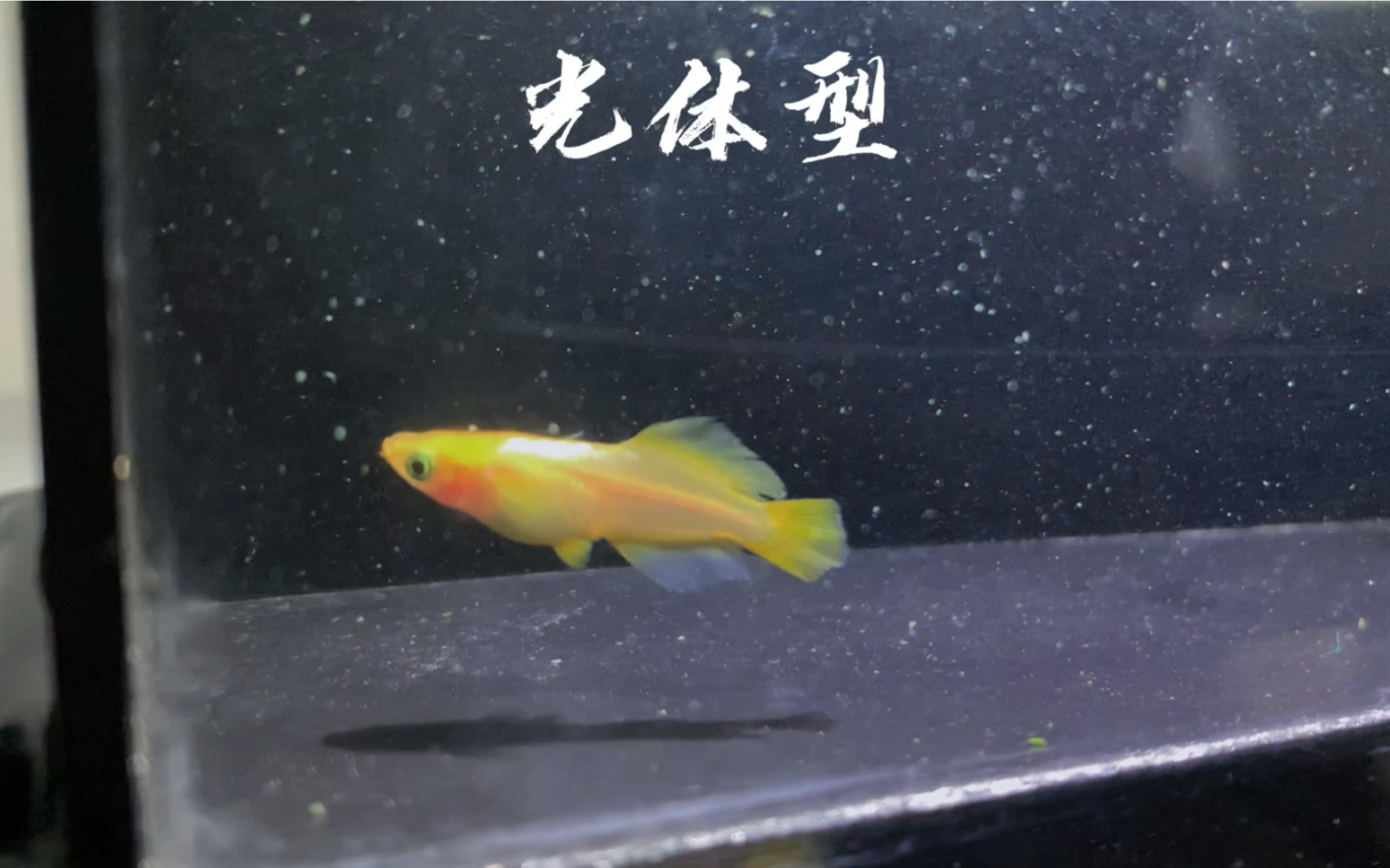 【玩家观背青鳉繁育基地】观背青鳉公母的区分别人家的迷你锦鲤