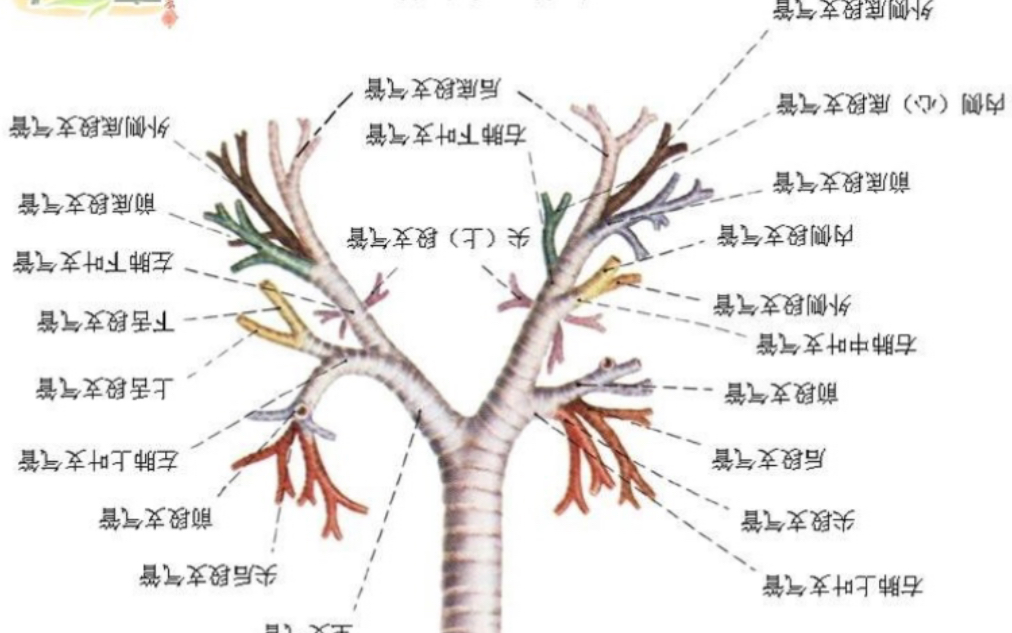 纤支镜教学视频,纤支镜图谱哔哩哔哩bilibili