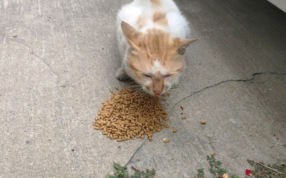 [图]又遇到那只被人用开水泼的流浪猫了，它年龄很老了，它依旧守候在它原来的家的门口，给它倒了点猫粮。