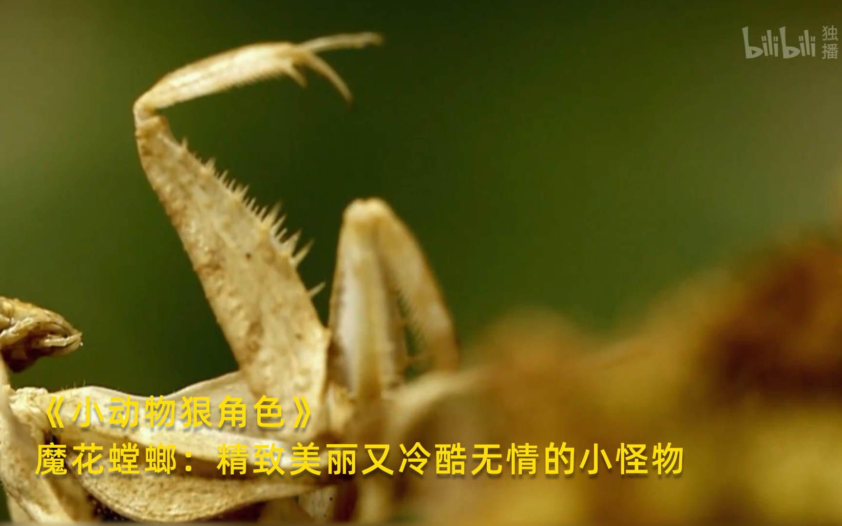 [图]【小动物狠角色】看点3：魔花螳螂：精致美丽又冷酷无情的小怪物 竖版