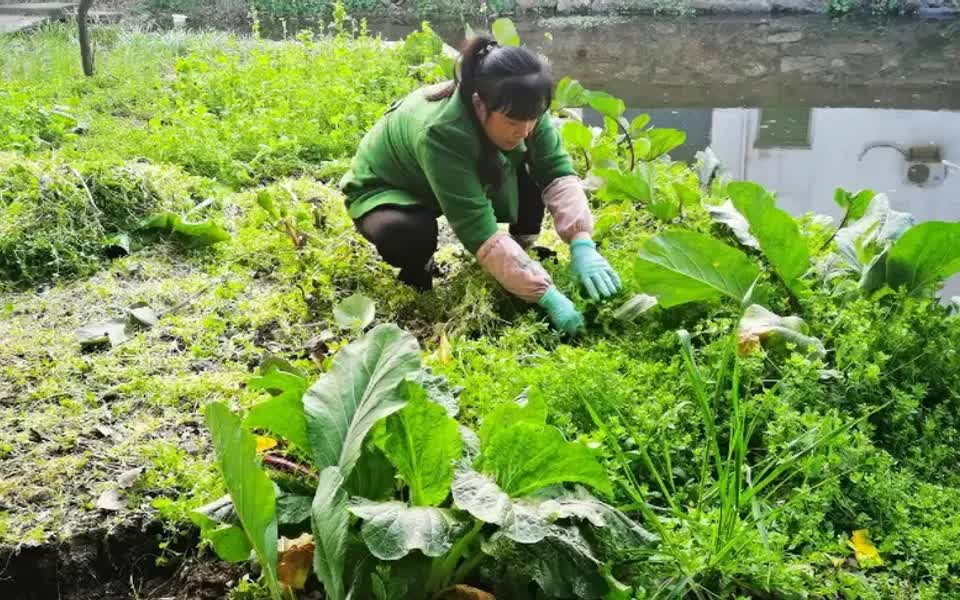 惊蛰到农村忙,黄七姐地里拔草准备种菜了.