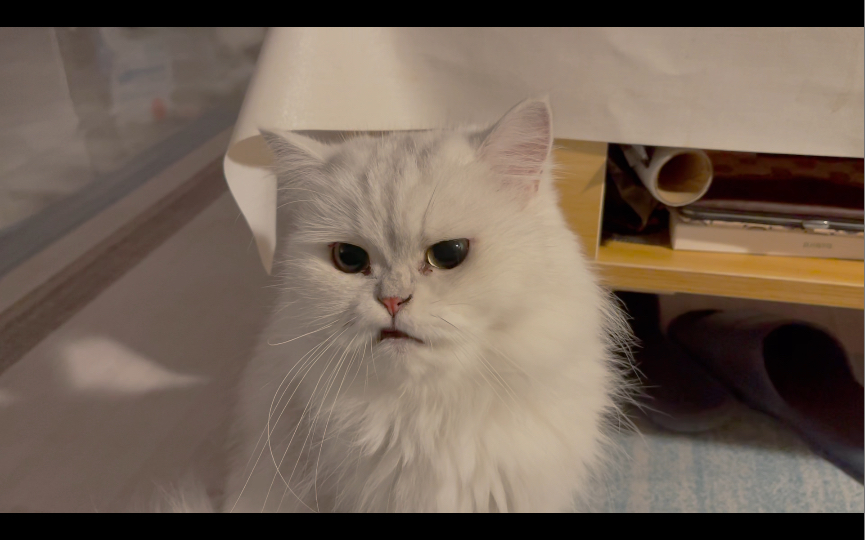 拥有一只爱踩奶的歪嘴猫咪是什么体验