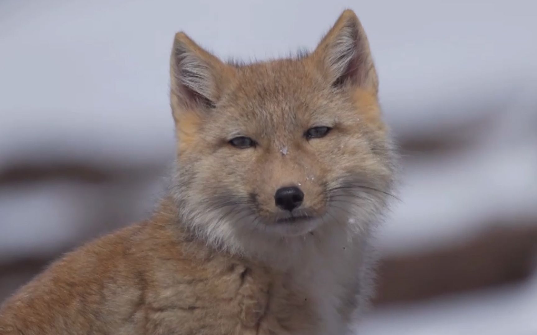 机敏中透着可爱!超近距离看藏狐一家五口的"生活日常"