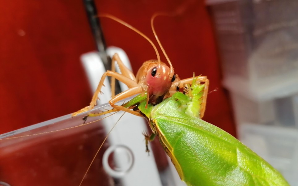 显沟蟋螽手撕帆翅似织螽