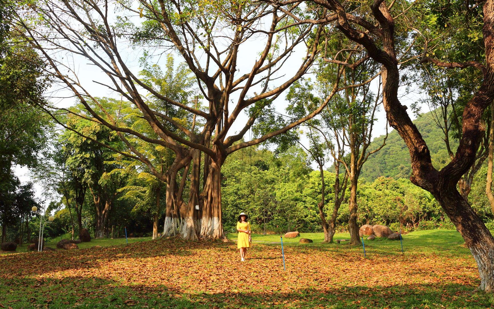 游玩广州蕉石岭森林公园,沿途桂花飘香,到处可见松鼠穿梭