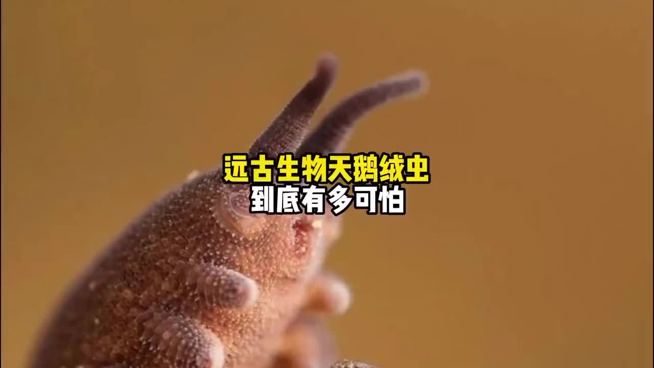 5亿年的天鹅绒虫有多离谱?化身粘液捕手?科普