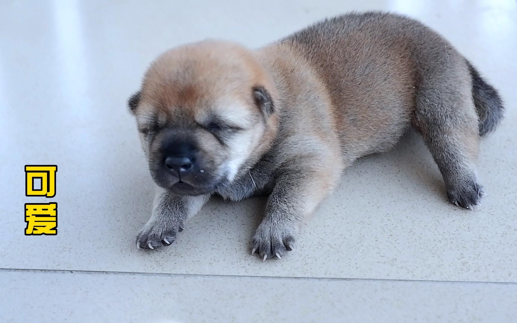 小奶狗奇葩睡姿你见过几种?萌态各异,睡姿一个比一个可爱