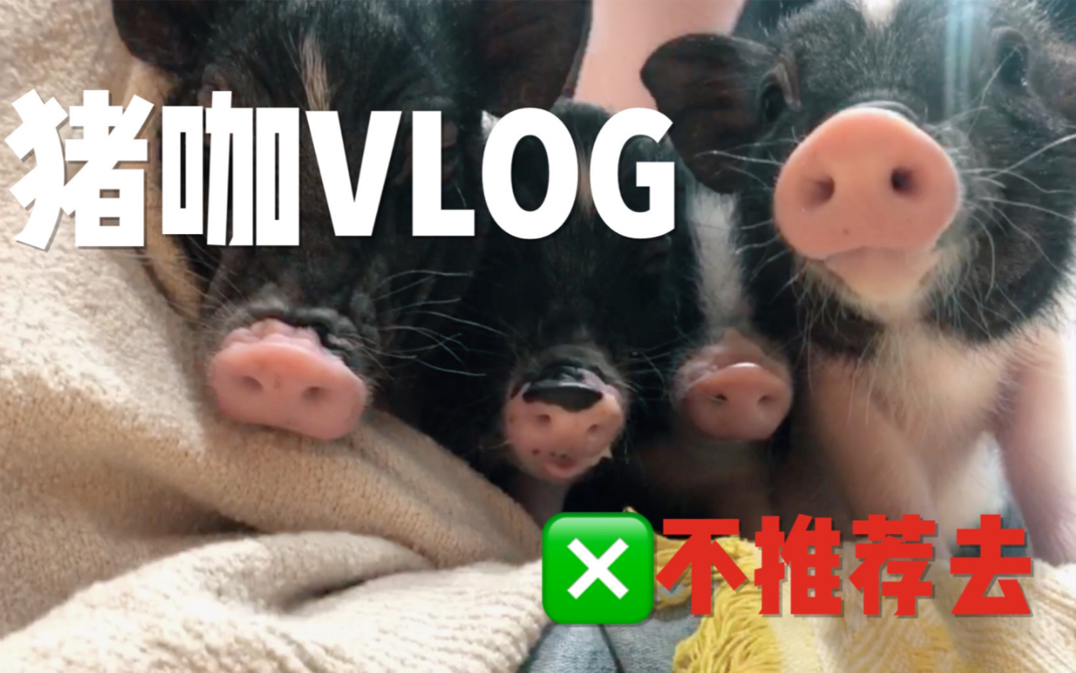 猪咖vlog|猫咖之后居然有了猪咖,撸猪是什么感觉哔哩哔哩bilibili