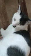 Скачать видео: 猫特勒的怒吼