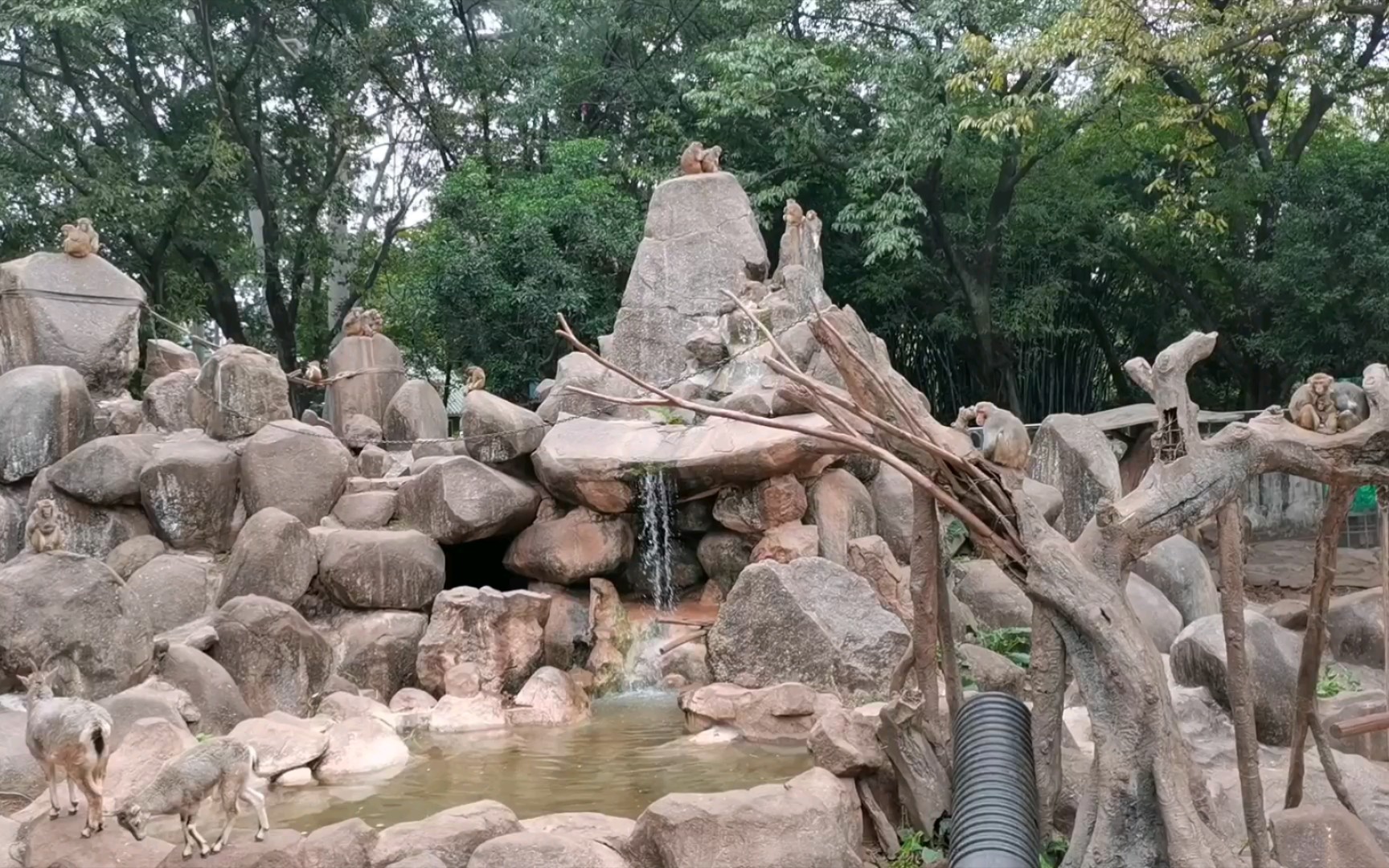 广州市动物园的猴山