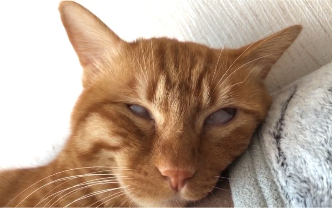 小猫咪睡觉翻白眼