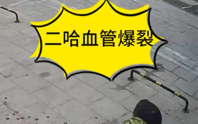 二哈追猫撞上铁皮,导致血管割爆