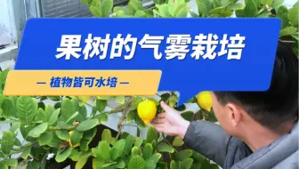 植物皆可雾培，还有啥你要看的品种？只有想不到没有做不到。#智慧农业 #记录我的种植生活 #技术分享