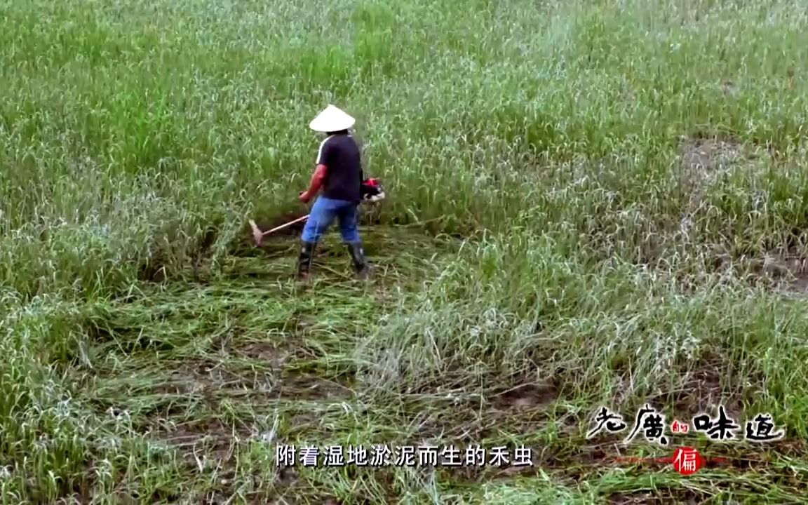 老广:禾虫深受中山人青睐,自带清香饱含浆液,常有人尝试生吃哔哩哔哩bilibili