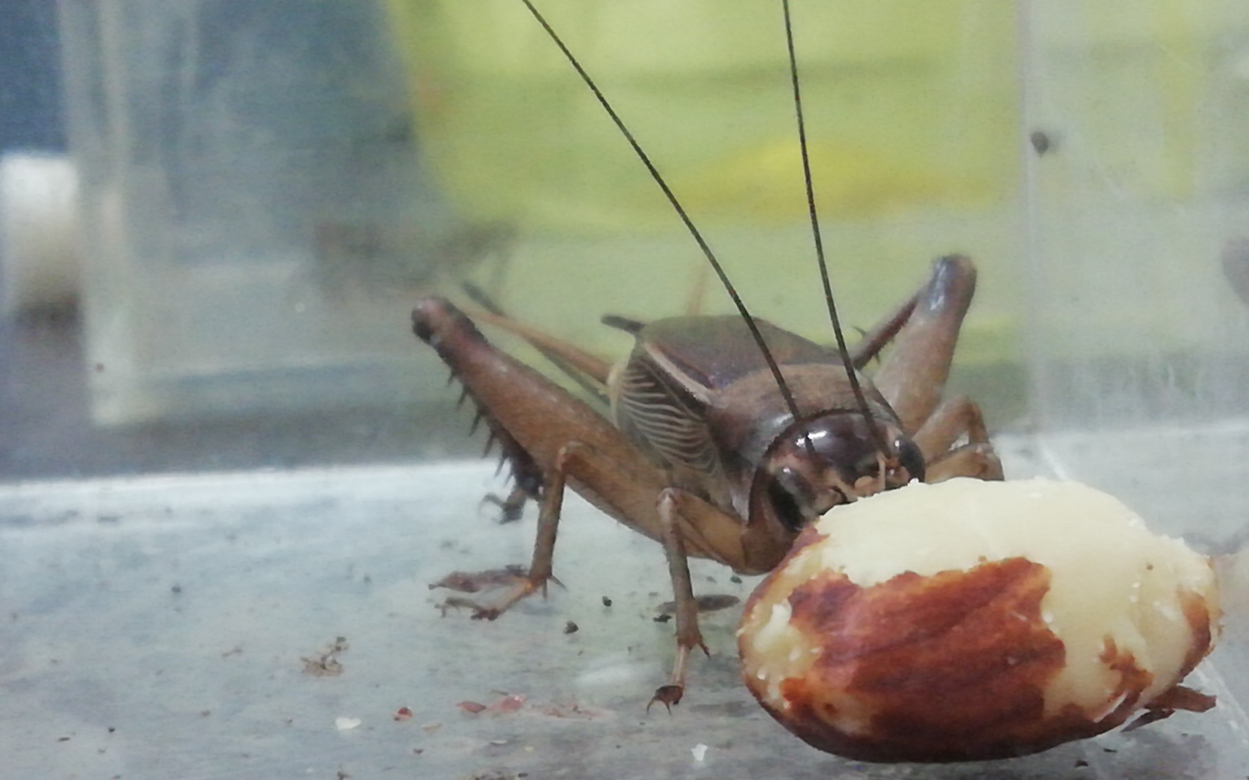 喂食成母油葫芦吃杏仁