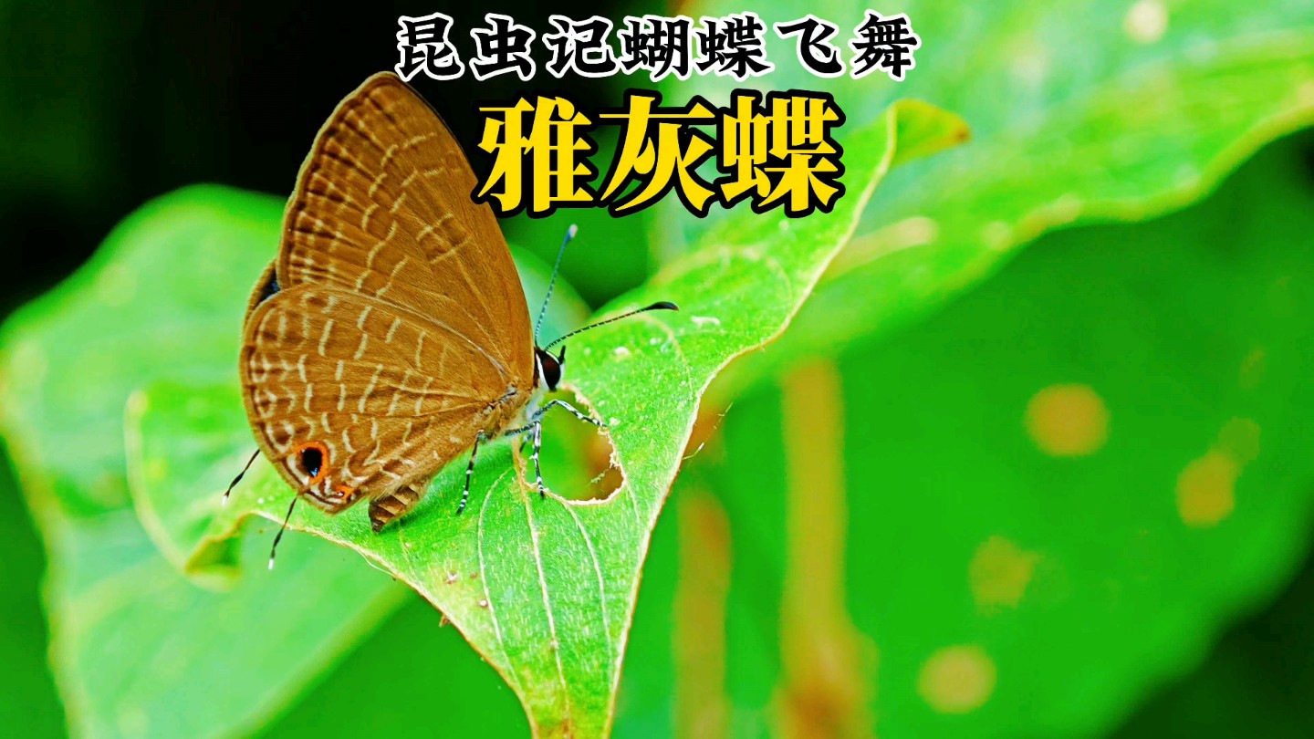 昆虫记蝴蝶飞舞产卵的雅灰蝶